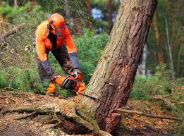 Best Stump Grinding and Removal  in Forks, WA