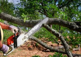 Best Emergency Tree Removal  in Forks, WA
