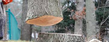 Best Fruit Tree Pruning  in Forks, WA