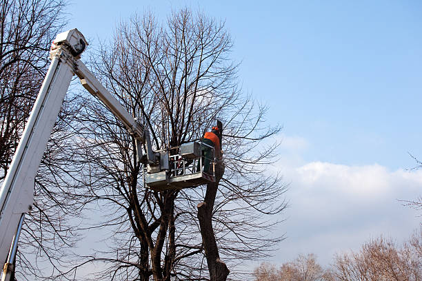 How Our Tree Care Process Works  in  Forks, WA